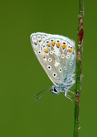 Common Blue Polyommatus icarus