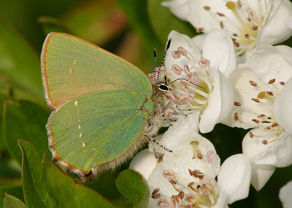 Green Hairstreak Callophrys rubi