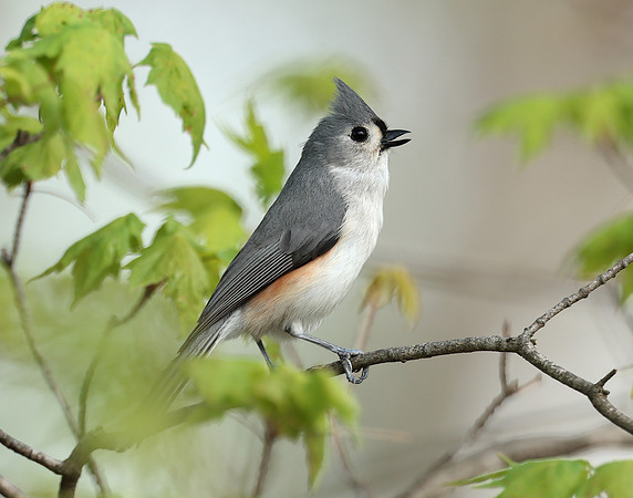 Tufted Titmouse Baeolophus bicolor