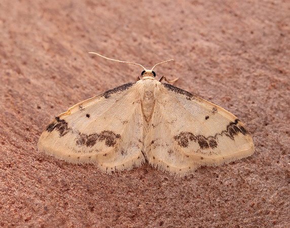 70.012 BF1711 Treble Brown Spot Idaea trigeminata
