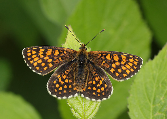 Heath Fritillary Melitaea athalia