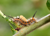 72.018 BF2025 Scarce Vapourer Orgyia recens