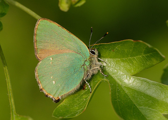 Green Hairstreak Callophrys rubi