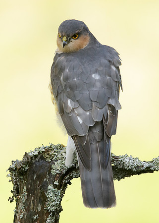 Sparrowhawk Accipiter nisus