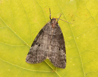 65.013 BF1657 Common Lutestring Ochropacha duplaris