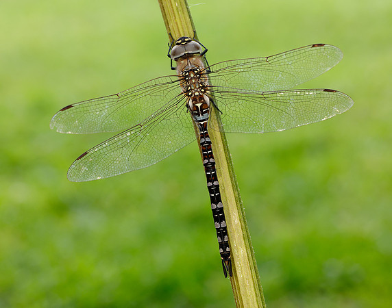 Migarnt Hawker Aeshna mixta