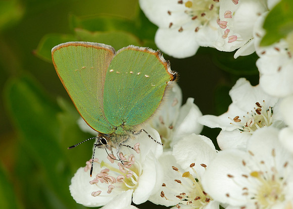 Green Hairstreak Callophrys rubi