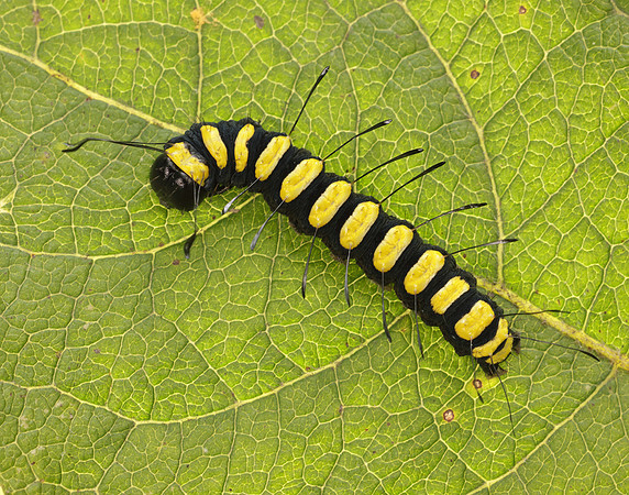 73.036 BF2281 Alder Moth Acronicta alni