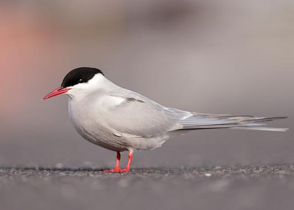 Arctic Tern Sterna paradisaea