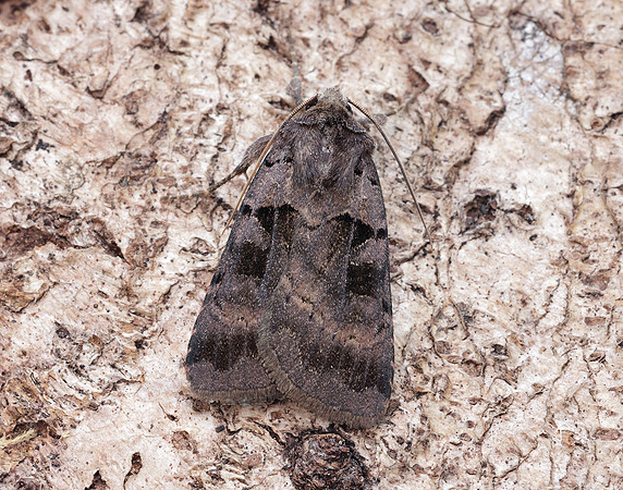 73.354 BF2131 Square-spotted Clay Xestia stigmatica