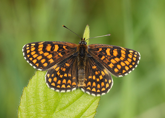 Heath Fritillary Melitaea athalia