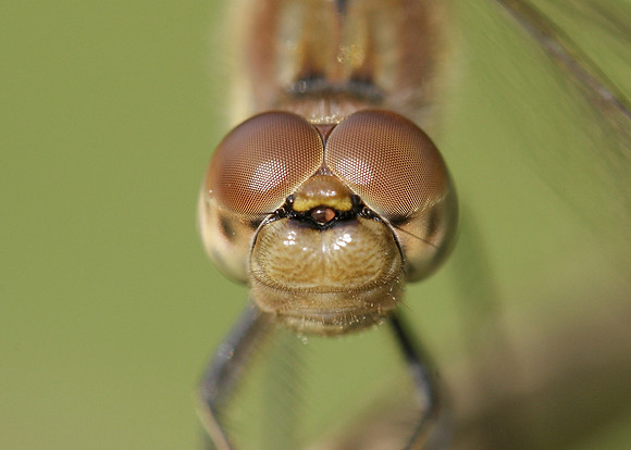 Common Darter Sympetrum striolatum