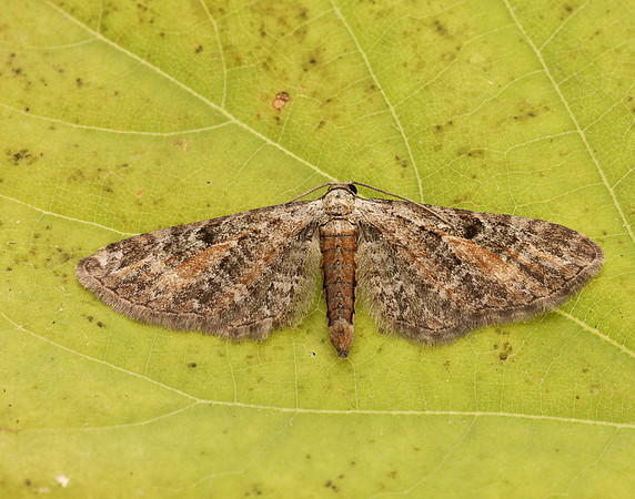 70.187 BF1838 Tawny Speckled Pug Eupithecia icterata