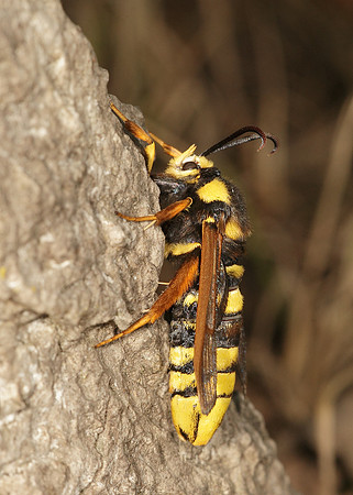 52.002 BF0370 Hornet Moth Sesia apiformis