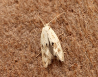 38.039 BF609 Elachista maculicerusella