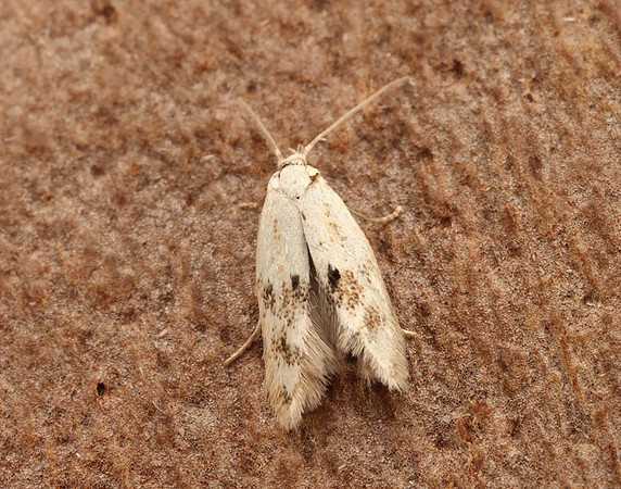 38.039 BF609 Elachista maculicerusella