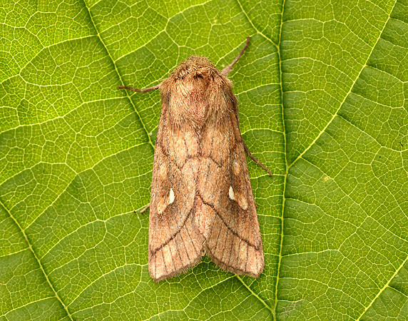 3.290 BF2192 Brown-line Bright-eye Mythimna conigera