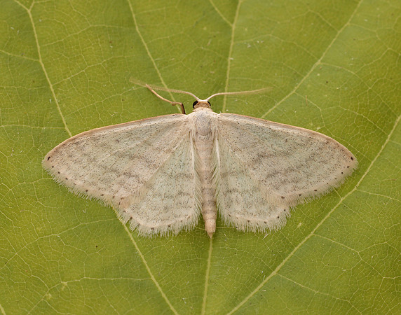 70.009 BF1709 Satin Wave Idaea subsericeata