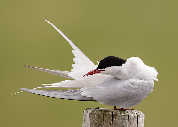 Arctic Tern Sterna paradisaea