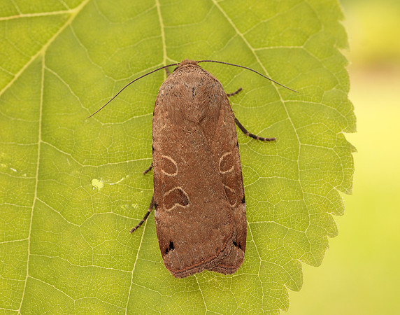 73.344 BF2108 Lunar Yellow Underwing Noctua orbona