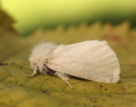 72.012 BF2029 Brown-tail Euproctis chrysorrhoea