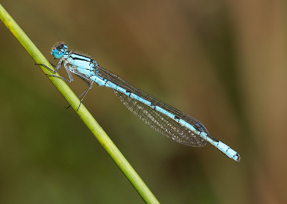 Common Blue Damsefly Enallagma cyathigerum