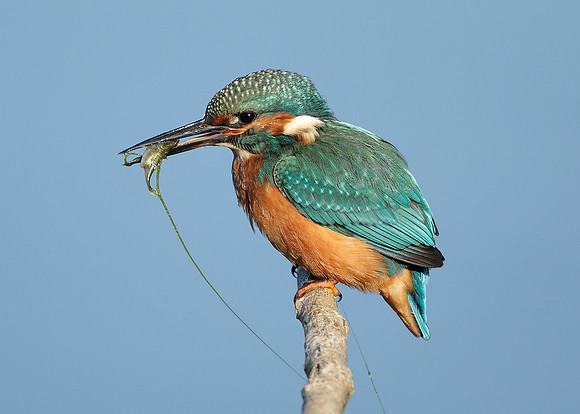 Kingfisher Alcedo atthis