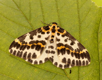 70.205 BF1884 Magpie Abraxas grossulariata