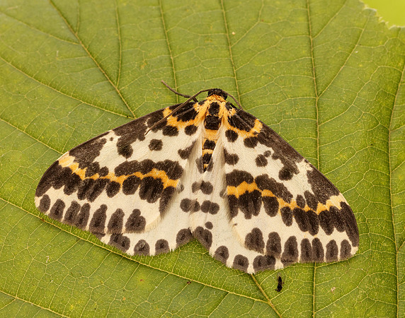 70.205 BF1884  Magpie Abraxas grossulariata