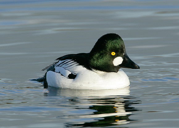Goldeneye Bucephala clangula