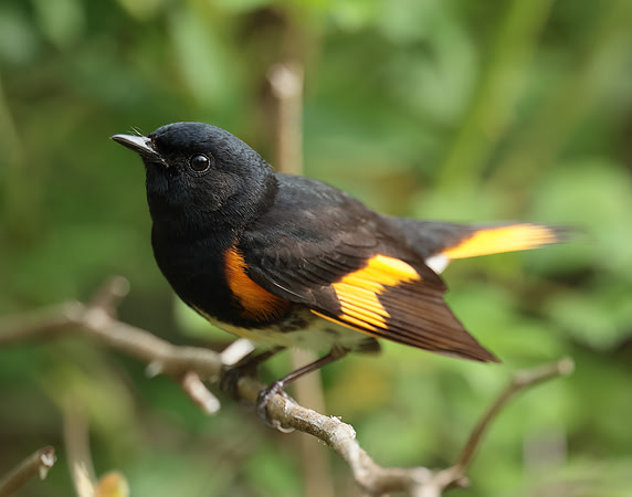 American Redstart Setophaga ruticilla