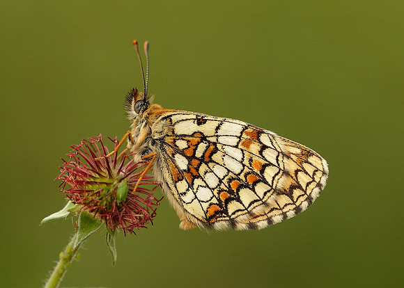 Heath Fritillary Melitaea athalia