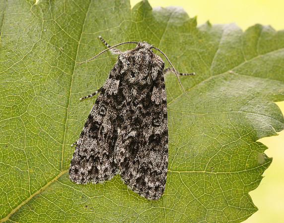 73.045 BF2289 Knot Grass Acronicta rumicis