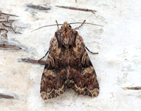 73.155 BF2327 Clouded Brindle Apamea epomidion