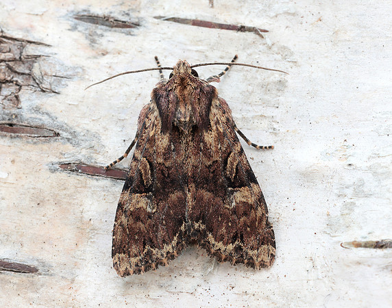 73.155 BF2327 Clouded Brindle Apamea epomidion