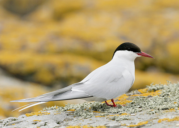 Arctic Tern Sterna paradisaea