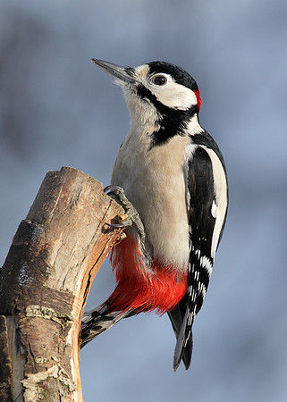 Great Spotted Woodpecker Dendrocopus major