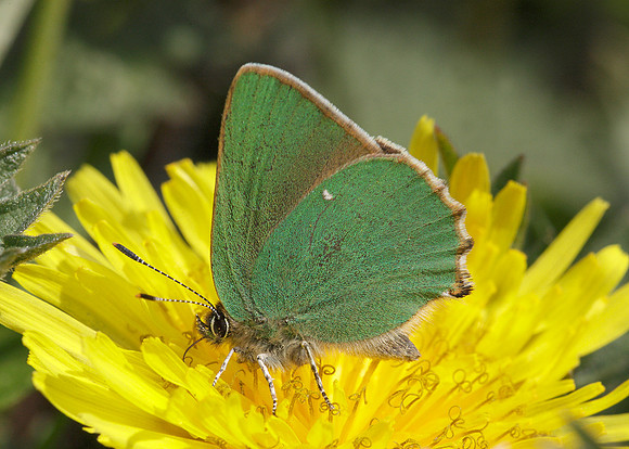 Green Hairstreak Callophrys rubi
