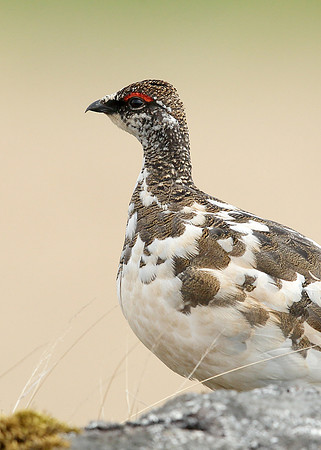 Ptarmigan Lagopus mutus