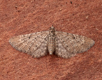 70.161 BF1851 Golden-rod Pug Eupithecia virgaureata