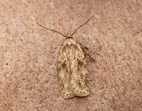 32.017 BF697 Agonopterix arenella