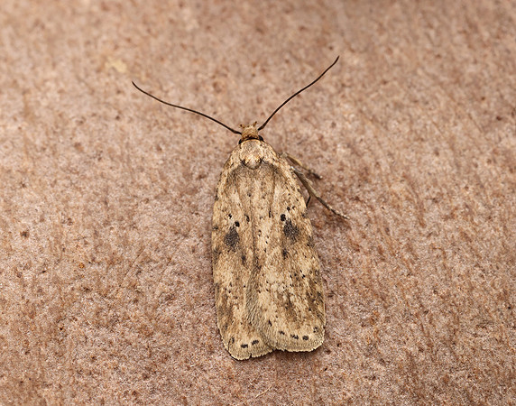 32.017 BF697 Agonopterix arenella