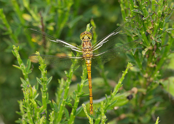 Common Darter Sympetrum striolatum