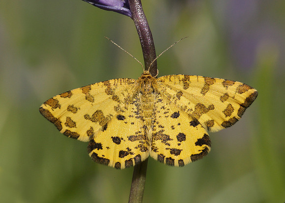 70.229 BF1909 Speckled Yellow Pseudopanthera macularia