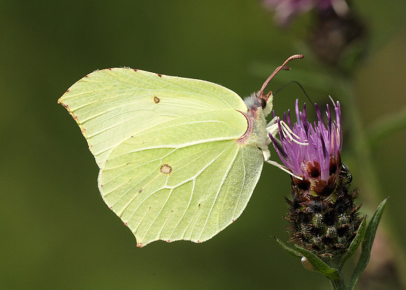 Brimstone Gonepteryx rhamni