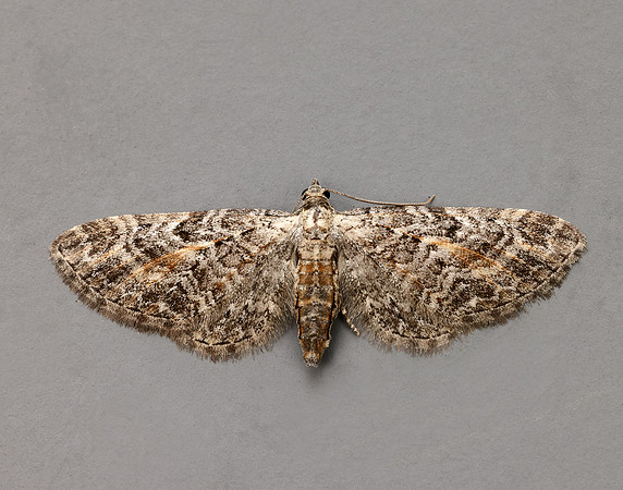 70.187 BF1838 Tawny Speckled Pug Eupithecia icterata