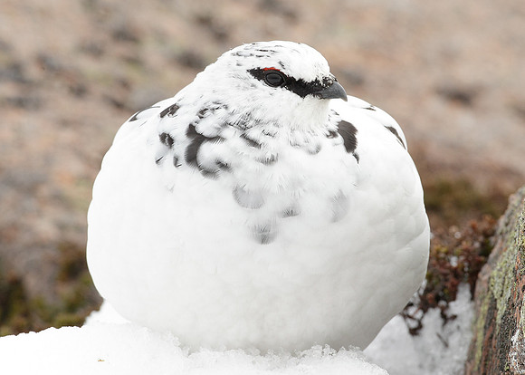 Ptarmigan Lagopus mutus