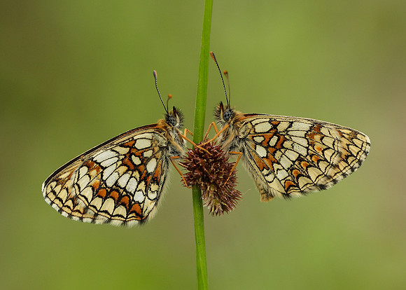 Heath Fritillary Melitaea athalia