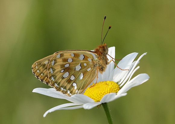 Dark Green fritillary Argynnis aglaja