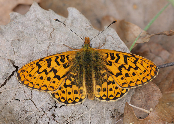 Pearl-Bordered Fritillary Boloria euphrosyne